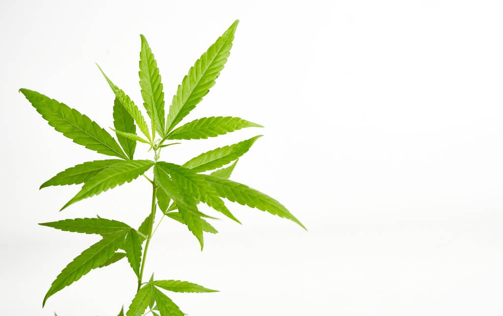 A healthy cannabis plant in a thriving garden. A healthy cannabis plant in a thriving garden.