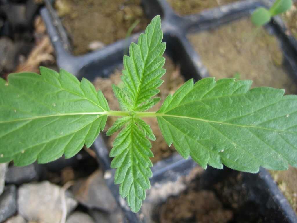 Semilleros creciendo bajo luces de crecimiento en un jardín interior. Semilleros creciendo bajo luces de crecimiento en un jardín interior.