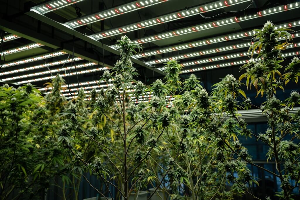 Plantas de cannabis sanas y prósperas en un entorno de cultivo interior. Plantas de cannabis sanas y prósperas en un entorno de cultivo interior.