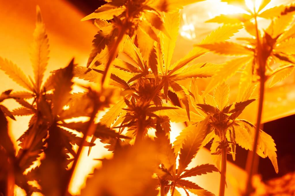 Una foto de plantas de interior saludables y prósperas bajo luces CFL. Una foto de plantas de interior saludables y prósperas bajo luces CFL.