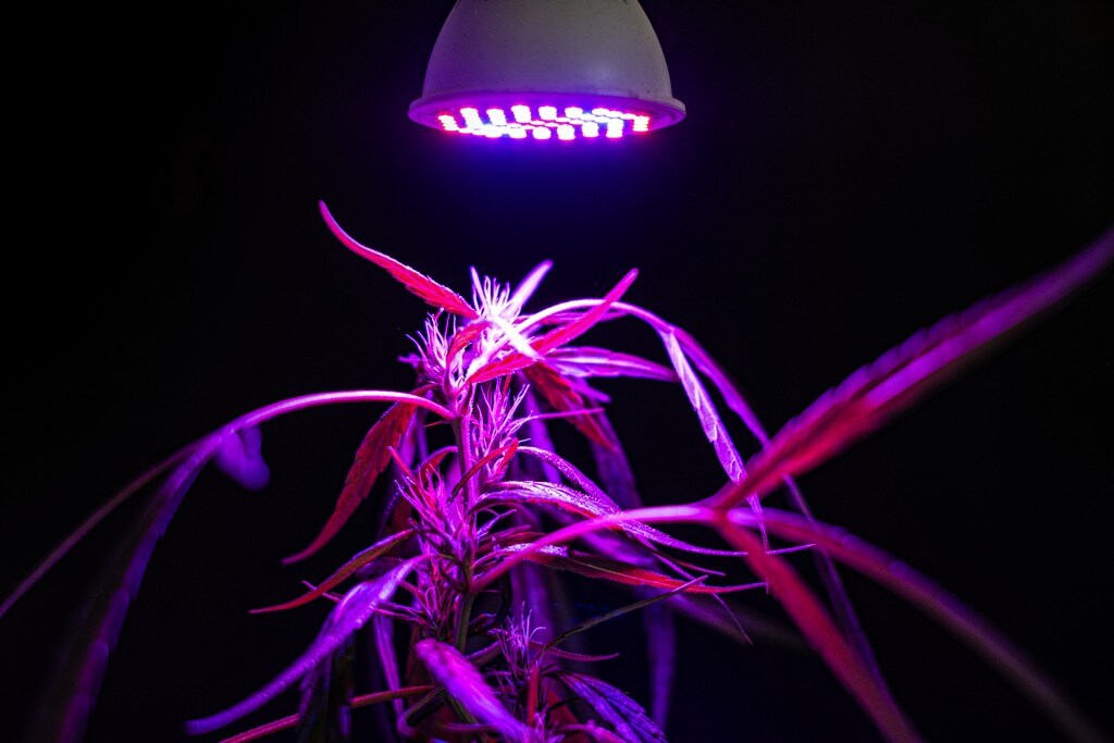 A photo of an exuberant marijuana plant illuminated by LED grow lights. A photo of an exuberant marijuana plant illuminated by LED grow lights.