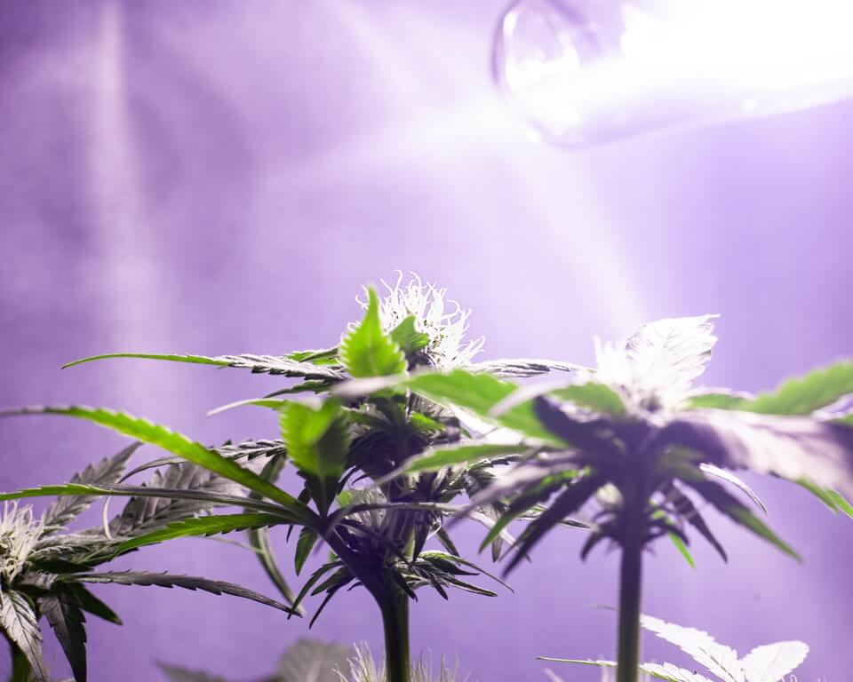 Foto de plantas saludables bajo luces de cultivo en ambiente controlado. Foto de plantas saludables bajo luces de cultivo en ambiente controlado.