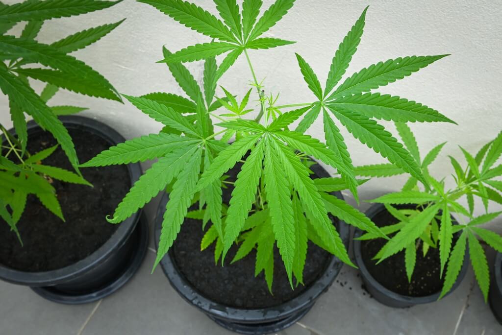 A vibrant marijuana plant growing in rich soil surrounded by lush vegetation. A vibrant marijuana plant growing in rich soil surrounded by lush vegetation.