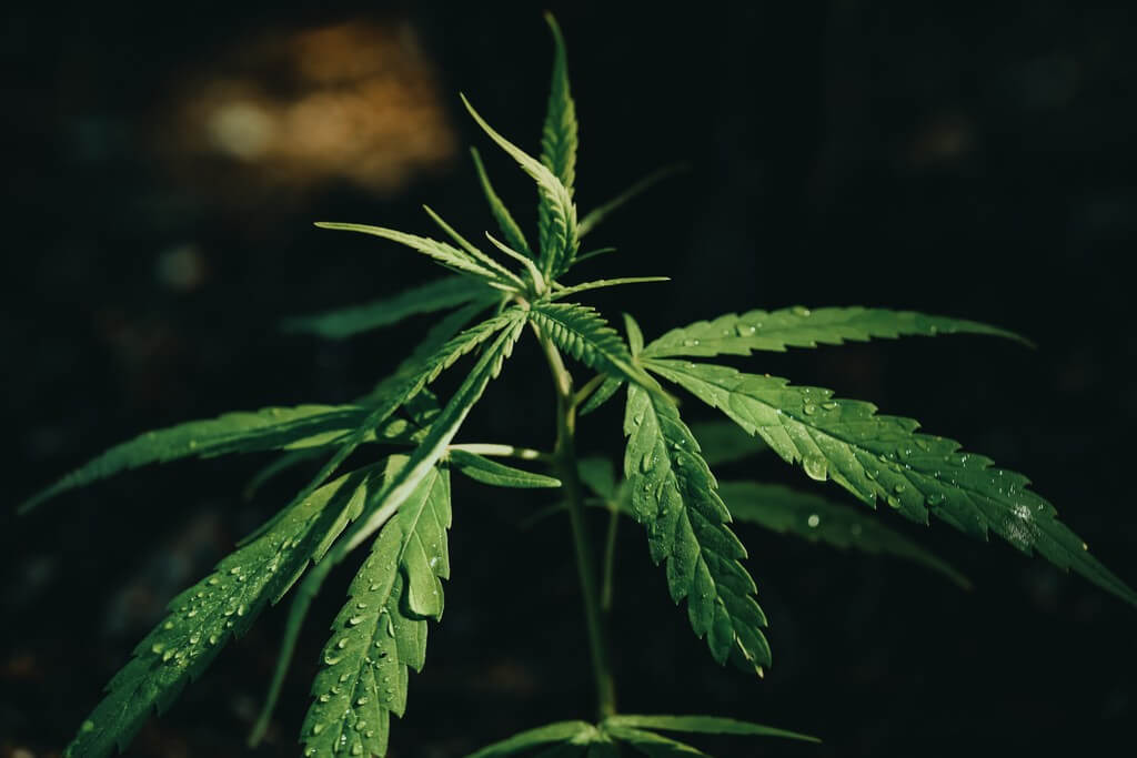 Un exuberante jardín de interior con plantas de marihuana. Un exuberante jardín de interior con plantas de marihuana.