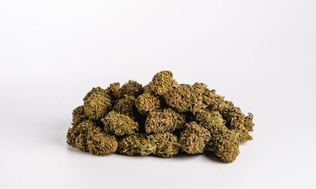 A cannabis grower inspects huge buds under powerful grow lights. A cannabis grower inspects huge buds under powerful grow lights.