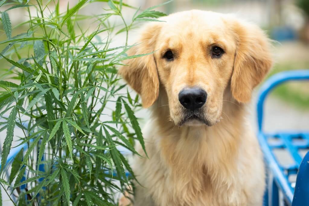 Un perro curioso husmeando y tocando una planta de cannabis en un ambiente interior. Un perro curioso husmeando y tocando una planta de cannabis en un ambiente interior.