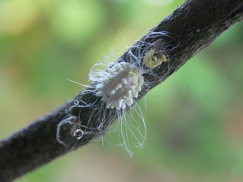 Una imagen de cerca de insectos cochinilla en una planta. Una imagen de cerca de insectos cochinilla en una planta.