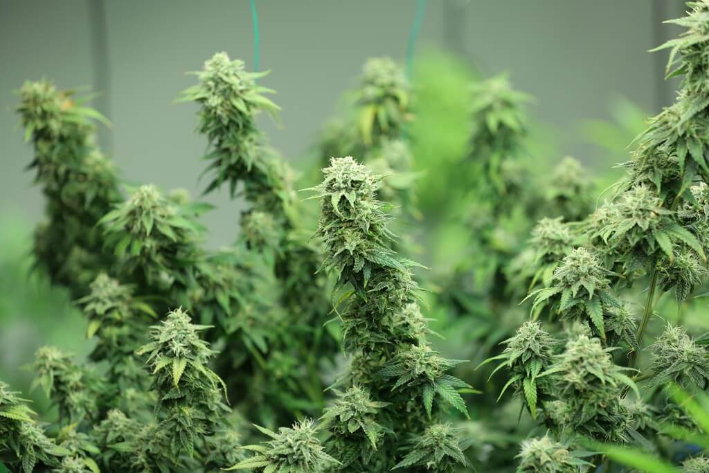 Una exuberante planta de cannabis en un vibrante cuarto de cultivo interior. Una exuberante planta de cannabis en un vibrante cuarto de cultivo interior.