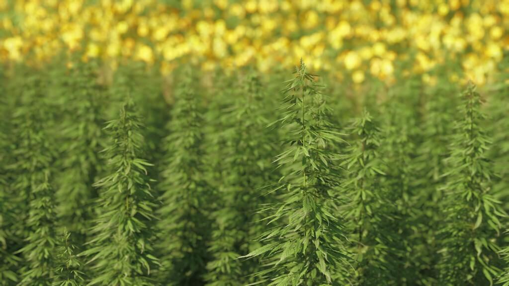 Plantas de marihuana al aire libre en un jardín soleado. Plantas de marihuana al aire libre en un jardín soleado.