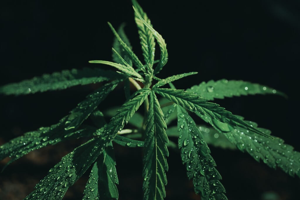 Una plantación de cannabis con vallas protectoras en un campo. Una plantación de cannabis con vallas protectoras en un campo.