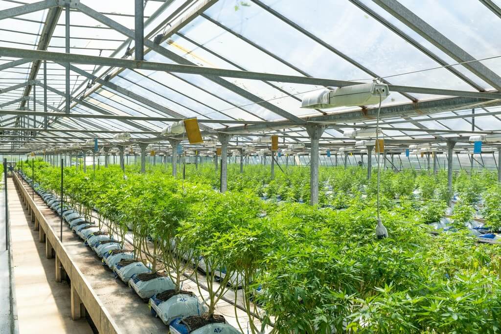 A person inspecting healthy plants in a cannabis grow room. A person inspecting healthy plants in a cannabis grow room.