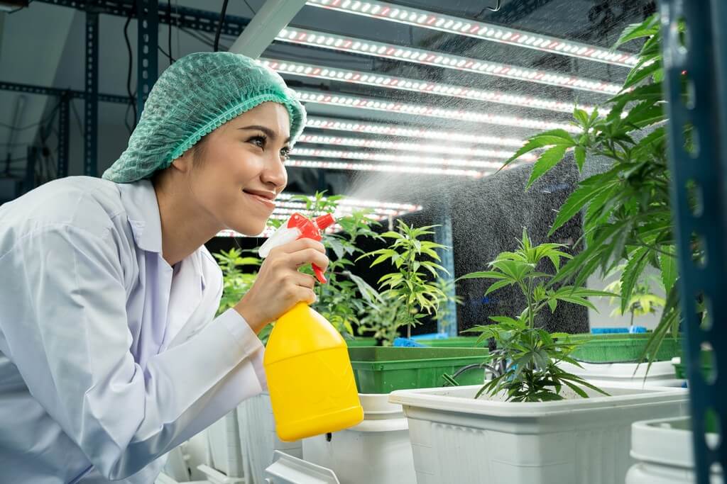 Una exuberante jardín con plantas de marihuana siendo regadas. Una exuberante jardín con plantas de marihuana siendo regadas.