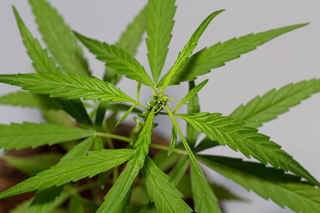 Una planta de cannabis en crecimiento en un cuarto luminoso. Una planta de cannabis en crecimiento en un cuarto luminoso.