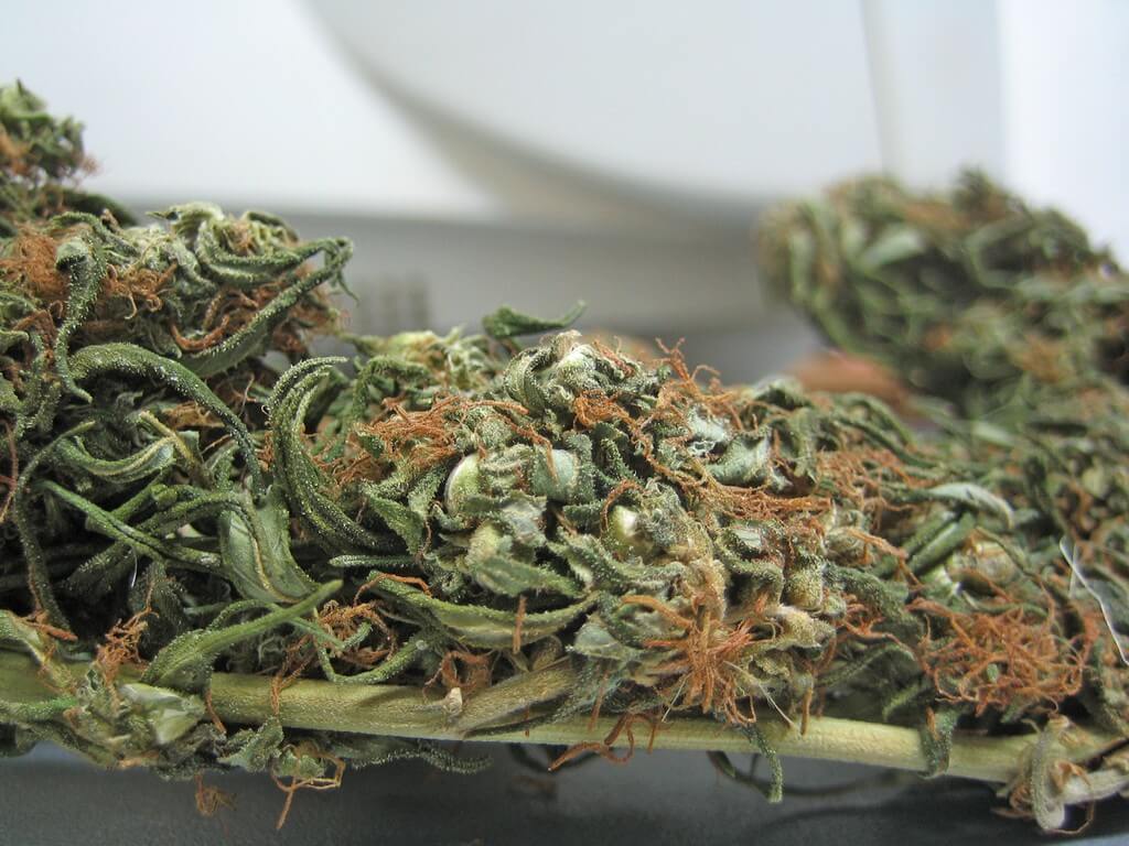 Una planta de cannabis rodeada de exuberante vegetación, fotografía natural y nítida. Una planta de cannabis rodeada de exuberante vegetación, fotografía natural y nítida.