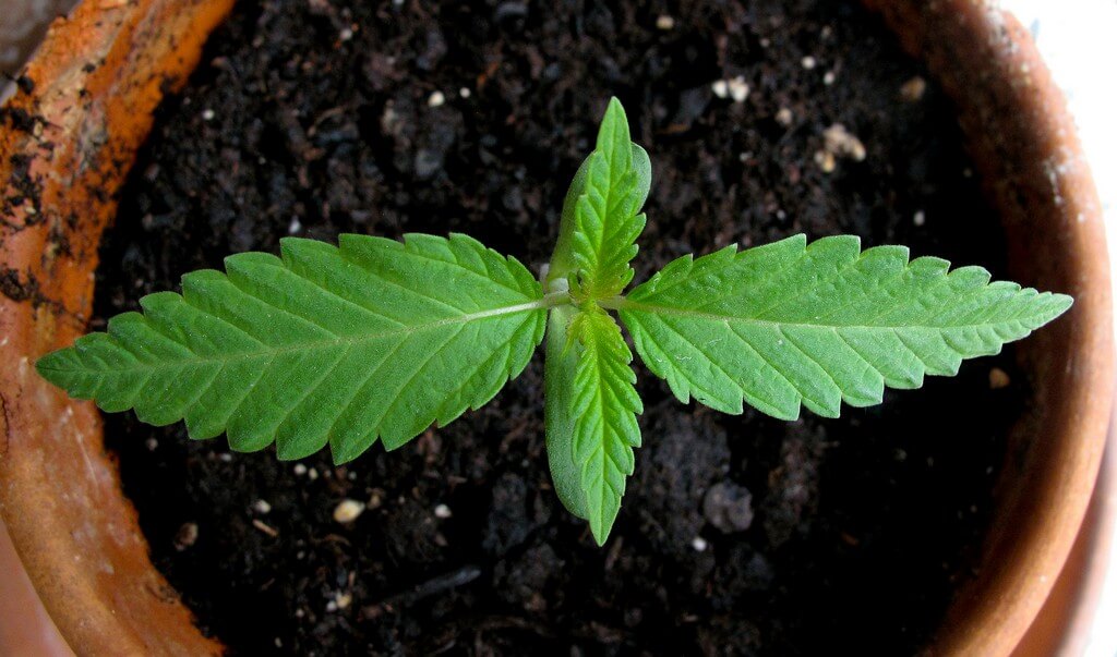 Una planta de marihuana rodeada de fertilizantes y diferentes personas. Una planta de marihuana rodeada de fertilizantes y diferentes personas.