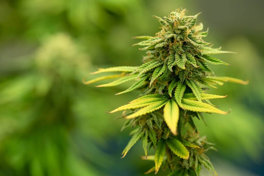 Una mujer examina plantas de cannabis en un invernadero. Una mujer examina plantas de cannabis en un invernadero.