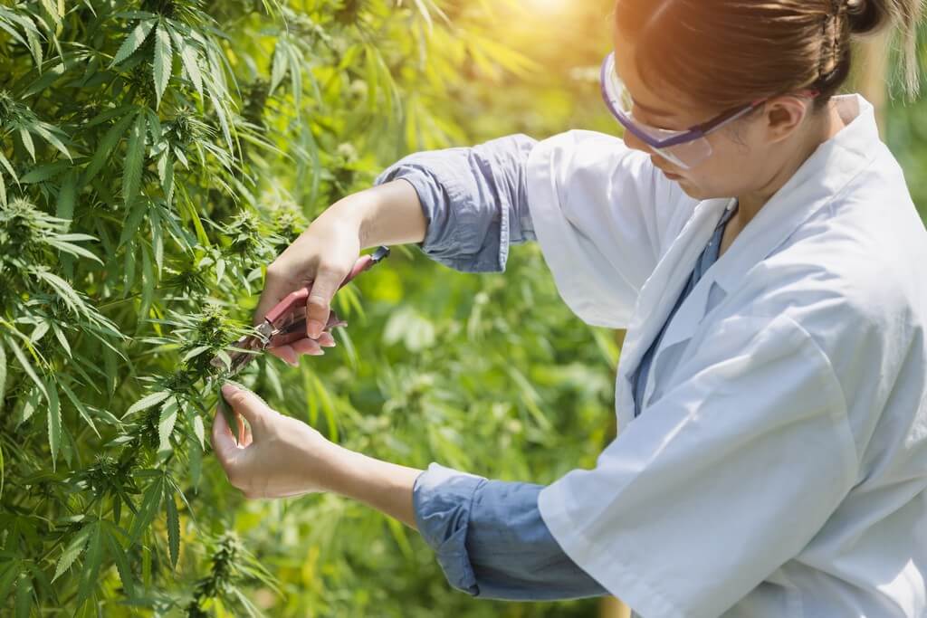 Una persona podando meticulosamente plantas de marihuana en un cultivo interior. Una persona podando meticulosamente plantas de marihuana en un cultivo interior.