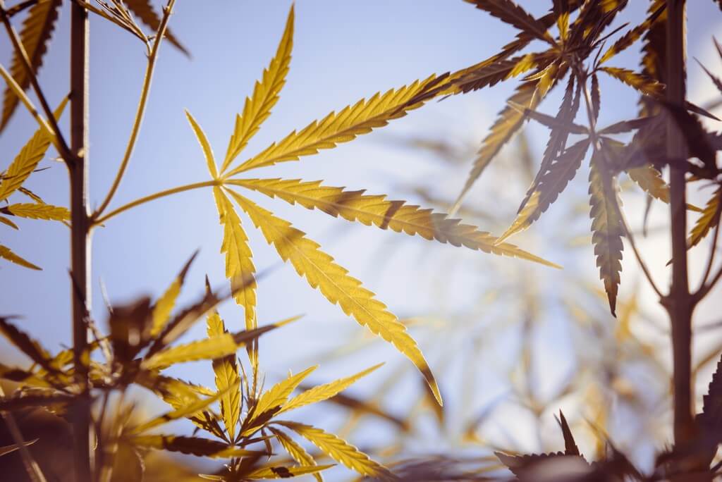 Plantas de cannabis saludables rodeadas de exuberante vegetación. Plantas de cannabis saludables rodeadas de exuberante vegetación.