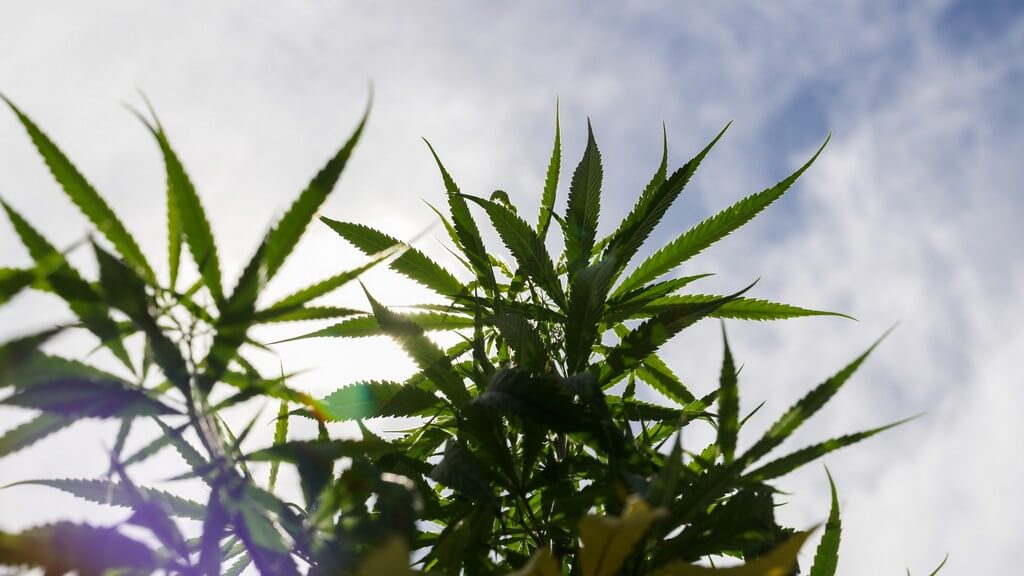 Una fotografía de plantas de marihuana floreciendo en un jardín soleado. Una fotografía de plantas de marihuana floreciendo en un jardín soleado.