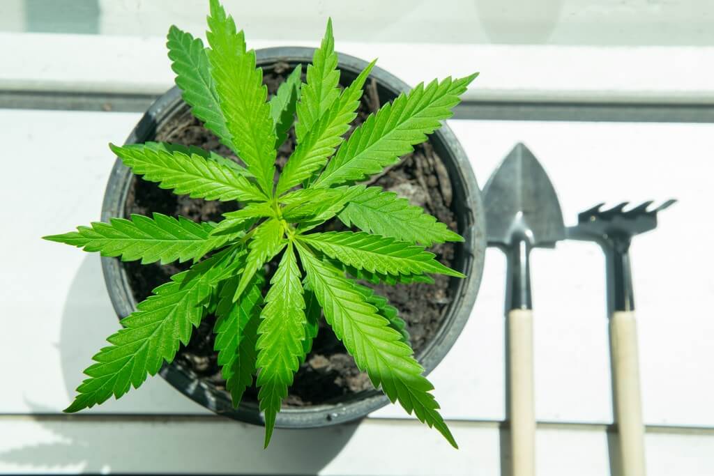 Una persona cuidando plantas de marihuana en bolsas plásticas grandes. Una persona cuidando plantas de marihuana en bolsas plásticas grandes.