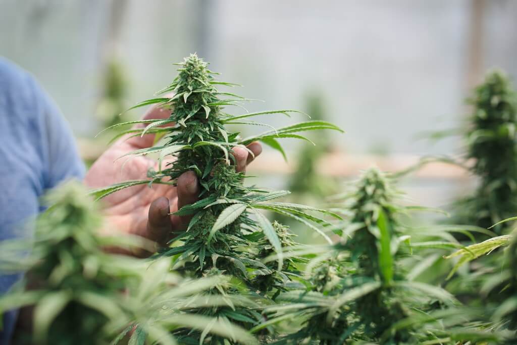 Plantas de marihuana saludables siendo enjuagadas suavemente con agua limpia en un entorno natural al aire libre. Plantas de marihuana saludables siendo enjuagadas suavemente con agua limpia en un entorno natural al aire libre.