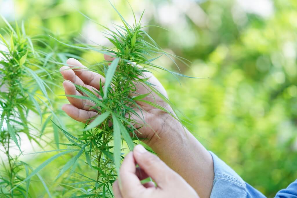 Plantas saludables de cannabis en un cuarto de cultivo interior. Plantas saludables de cannabis en un cuarto de cultivo interior.
