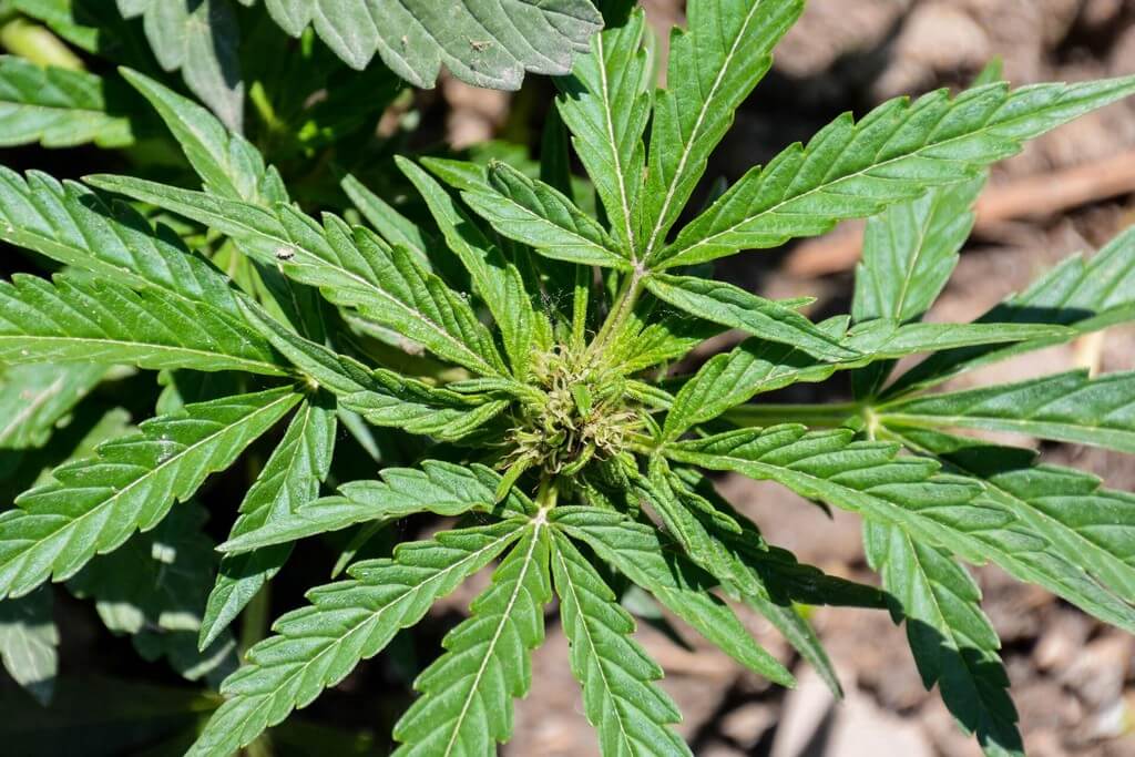 Una foto de un exuberante jardín con un kit de pruebas de pH y varias plantas. Una foto de un exuberante jardín con un kit de pruebas de pH y varias plantas.