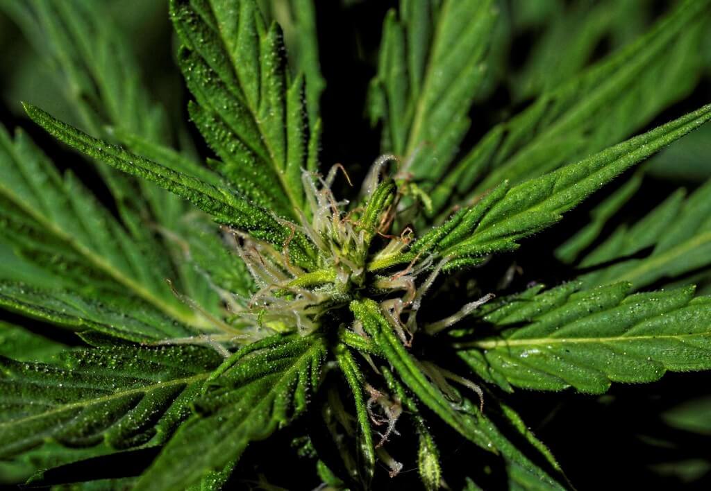 Una foto de primer plano de hojas de cannabis con manchas amarillas en un invernadero. Una foto de primer plano de hojas de cannabis con manchas amarillas en un invernadero.