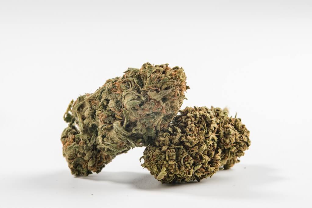 Una pila de cogollos de marihuana mohosos en un almacén húmedo. Una pila de cogollos de marihuana mohosos en un almacén húmedo.