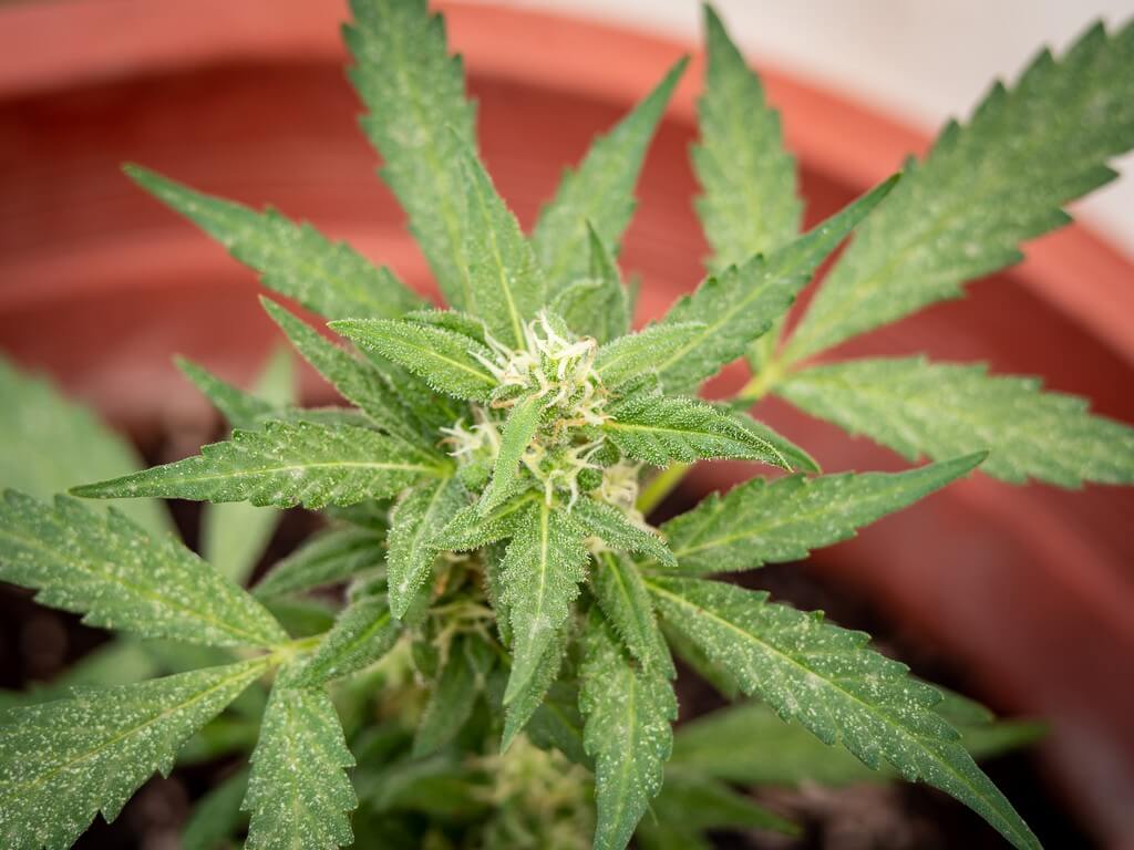 Fotografía de hojas de planta estresada en un entorno rico en nutrientes. Fotografía de hojas de planta estresada en un entorno rico en nutrientes.