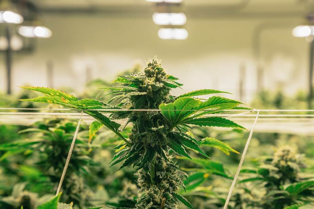 Un tienda de cultivo con plantas de cannabis bajo luces de crecimiento. Un tienda de cultivo con plantas de cannabis bajo luces de crecimiento.