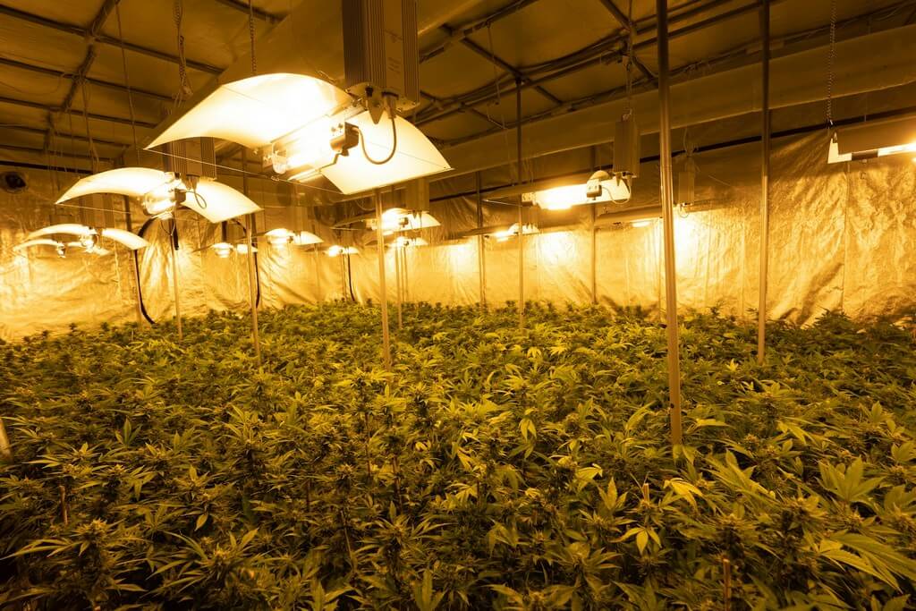 Varias plantas de marihuana en macetas con luces brillantes. Varias plantas de marihuana en macetas con luces brillantes.