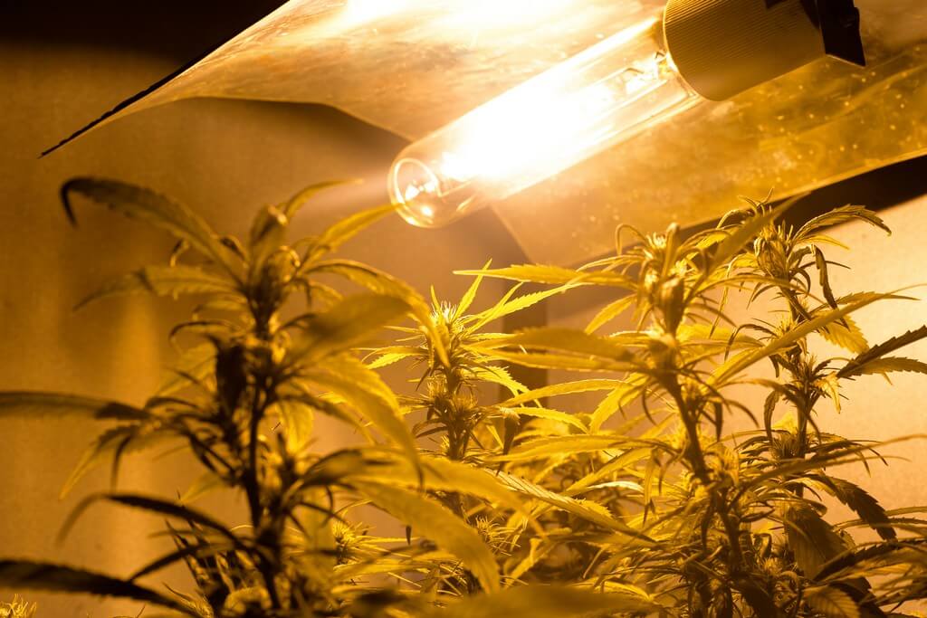 Plantas de marihuana saludables creciendo en un ambiente de cultivo interior. Plantas de marihuana saludables creciendo en un ambiente de cultivo interior.