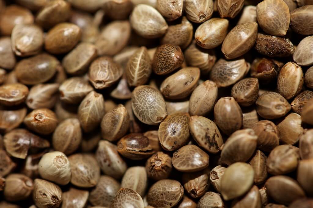 Variedades de semillas de marihuana en exhibición organizada y colorida. Variedades de semillas de marihuana en exhibición organizada y colorida.