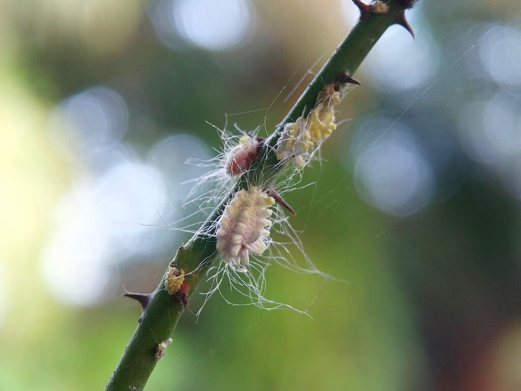 Una foto de una planta de cannabis infestada de cochinillas en primer plano. Una foto de una planta de cannabis infestada de cochinillas en primer plano.