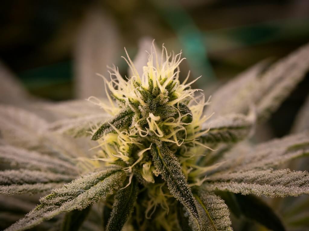 Una fotografía de primer plano de tricomas vibrantes en hojas de cannabis. Una fotografía de primer plano de tricomas vibrantes en hojas de cannabis.