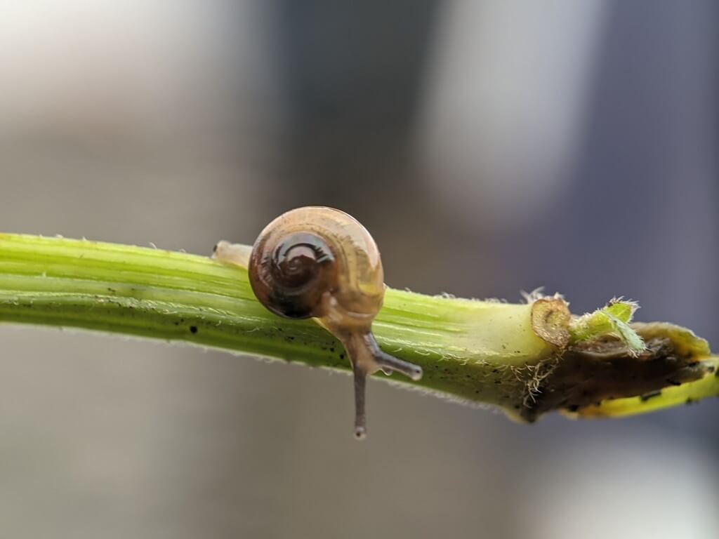 Una foto de caracoles y babosas en hojas de cannabis con daños visibles en la planta. Una foto de caracoles y babosas en hojas de cannabis con daños visibles en la planta.