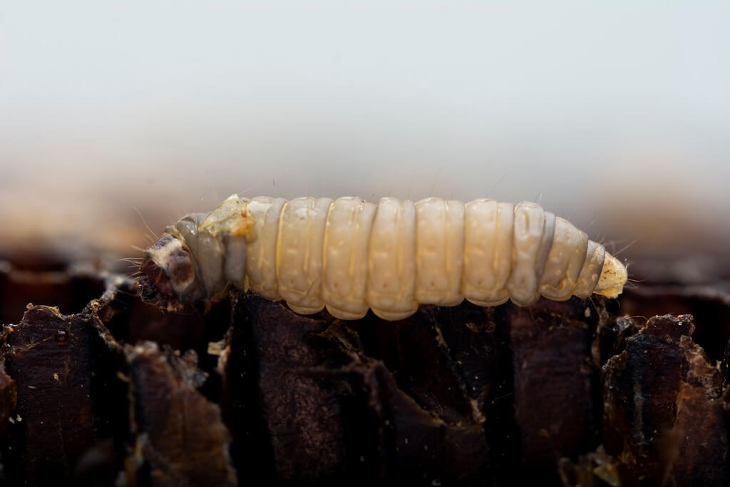 Una planta de marihuana con signos de daño por insectos. Una planta de marihuana con signos de daño por insectos.