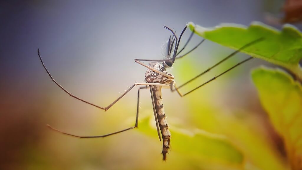 Pequeñas moscas parecidas a hongos descansando en suelo húmedo entre plantas de cannabis. Pequeñas moscas parecidas a hongos descansando en suelo húmedo entre plantas de cannabis.