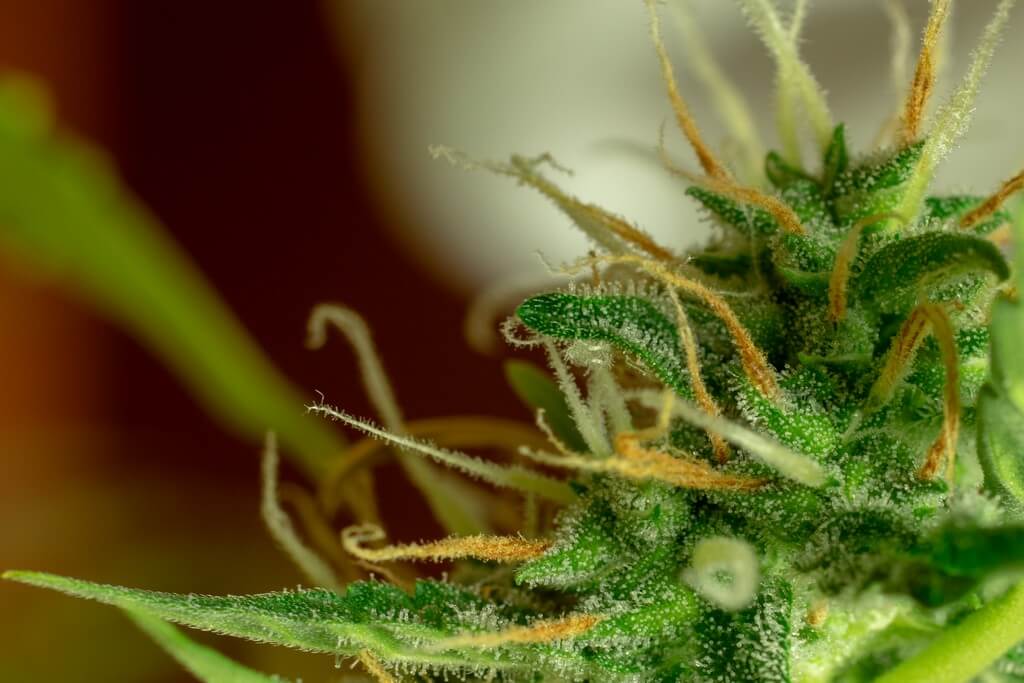 Una foto de primer plano de los tricomas de cannabis brillando bajo la luz. Una foto de primer plano de los tricomas de cannabis brillando bajo la luz.