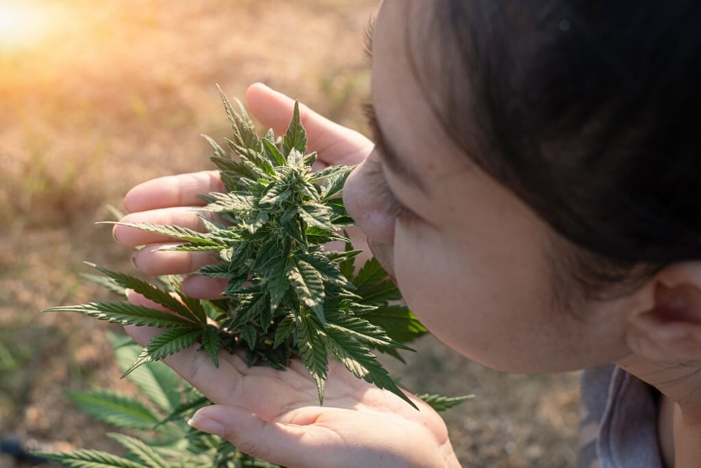 Una planta de marihuana floreciendo bajo estrés controlado con follaje rico en terpenos. Una planta de marihuana floreciendo bajo estrés controlado con follaje rico en terpenos.