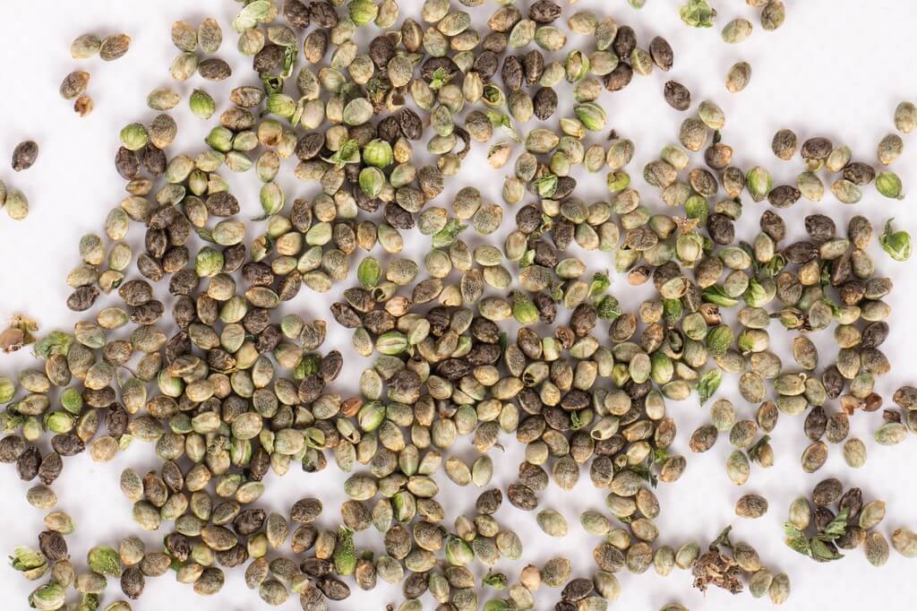 Semillas de marihuana inspeccionadas bajo luz natural, variedad de caras y estilos. Semillas de marihuana inspeccionadas bajo luz natural, variedad de caras y estilos.