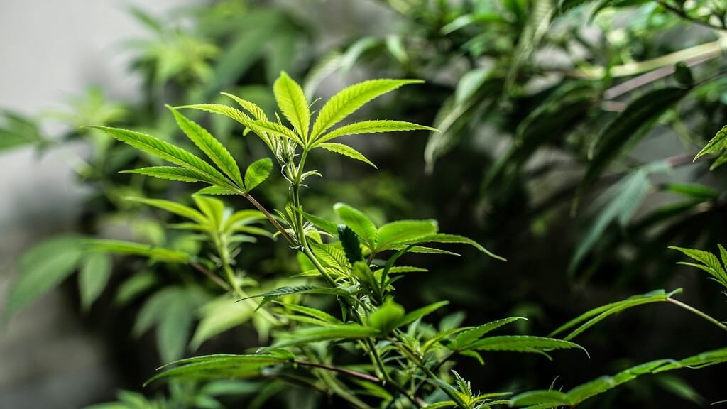 Una fotografía cercana de hojas amarillentas de cannabis en un jardín. Una fotografía cercana de hojas amarillentas de cannabis en un jardín.