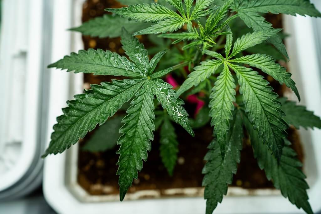 Un jardín aeropónico en un ambiente controlado con plantas exuberantes. Un jardín aeropónico en un ambiente controlado con plantas exuberantes.