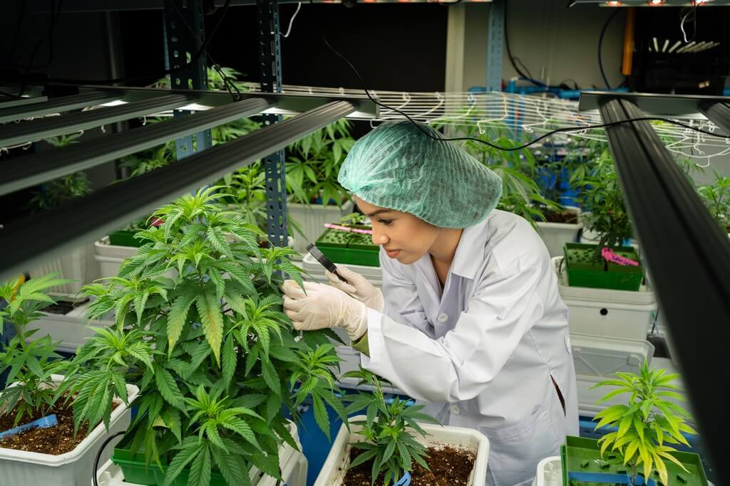 Una foto de primer plano de raíces saludables de cannabis absorbiendo agua. Una foto de primer plano de raíces saludables de cannabis absorbiendo agua.