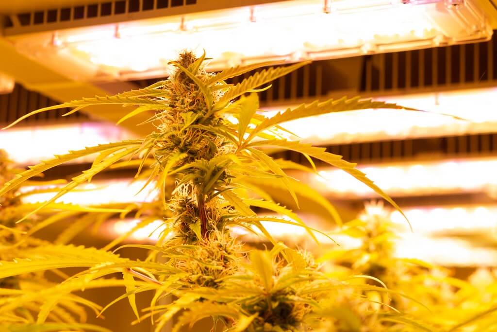 Un pequeño setup de cultivo de marihuana en interiores.