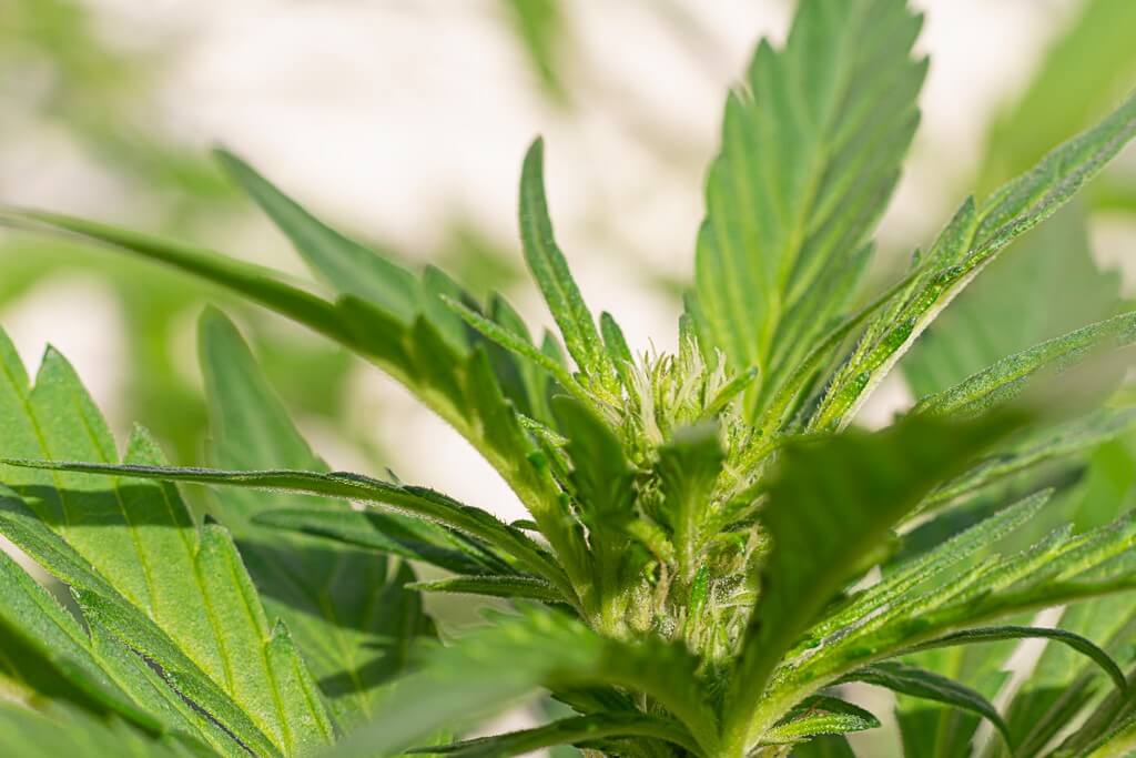 Una planta de cannabis con hojas amarillentas rodeada de suplementos nutricionales. Una planta de cannabis con hojas amarillentas rodeada de suplementos nutricionales.