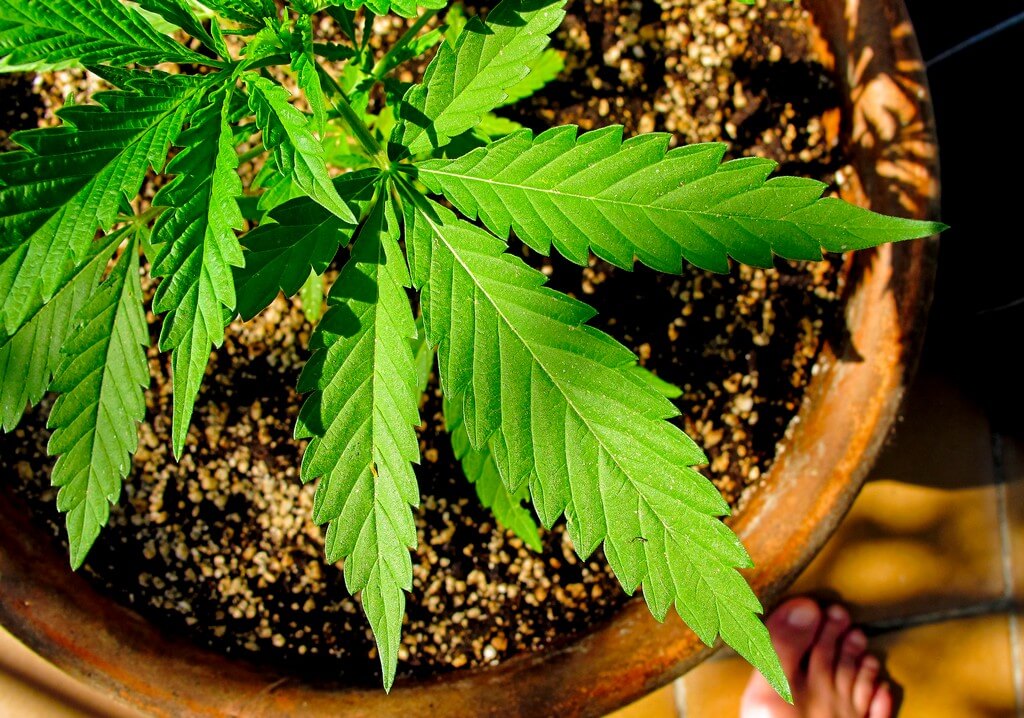 Una planta próspera de cannabis en un cuarto de cultivo vibrante. Una planta próspera de cannabis en un cuarto de cultivo vibrante.