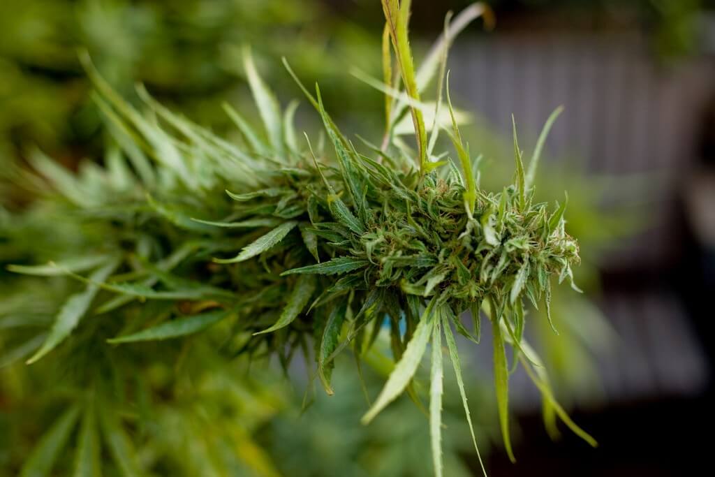 Una planta de marihuana vibrante y saludable en un jardín bien mantenido. Una planta de marihuana vibrante y saludable en un jardín bien mantenido.