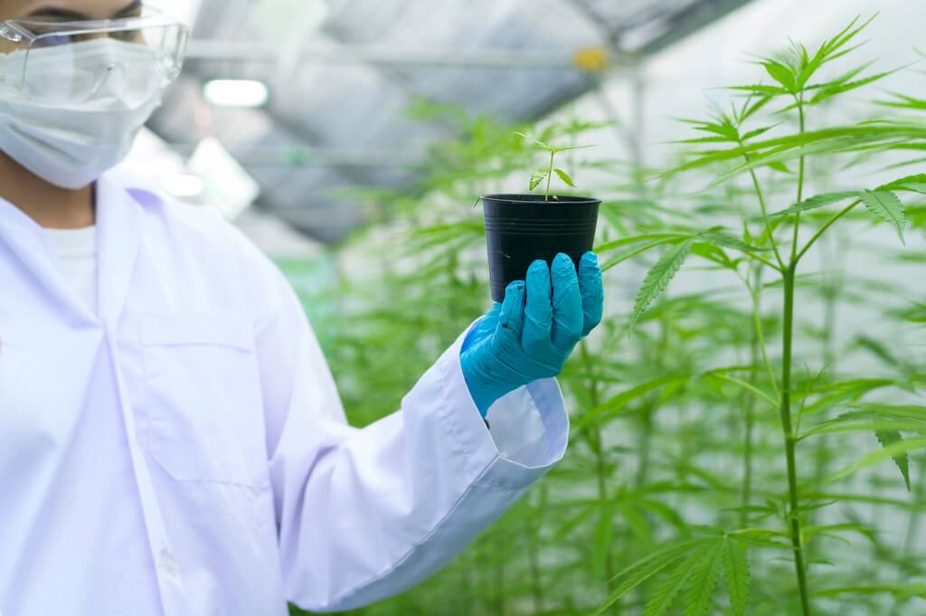 Un cultivador de cannabis revisa las plantas en un entorno húmedo. Un cultivador de cannabis revisa las plantas en un entorno húmedo.